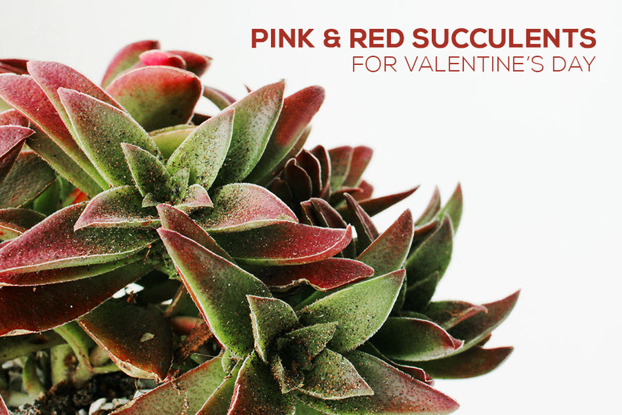 Beautiful Succulents for Valentine's Day, The 10 Best Valentine's Day Plants For Your Lover, 10 Pink Succulents That Make The Perfect Valentine's Day 