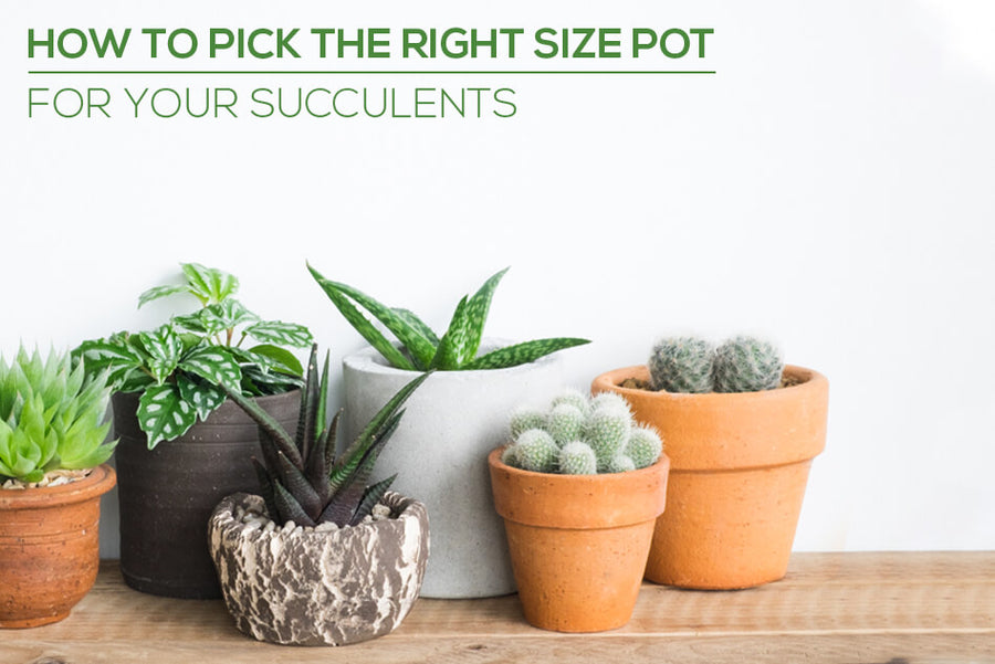 Choosing the Right Size Pot for Your Succulents