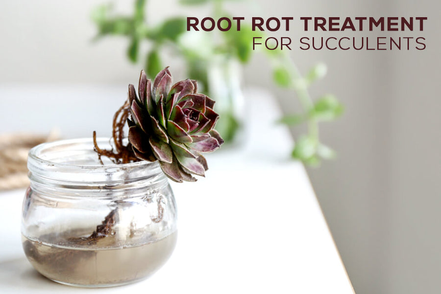 Root rot treatment for succulents