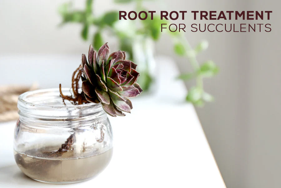 Root Rot Treatment for Succulents - Signs and Solutions - Succulents Box