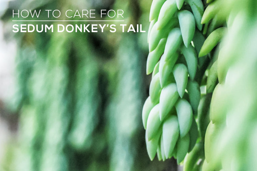 How to grow and care for Sedum Donkey's Tail plant, Donkey's Tail Succulent Care Guide