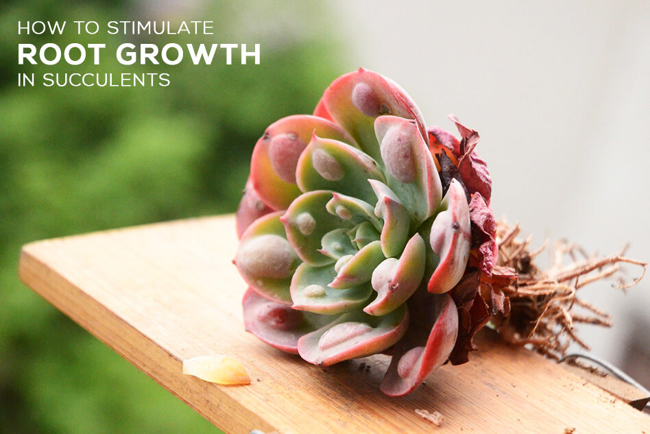 How to stimulate root growth in succulents