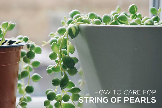 How to Care for String of Pearls Plant - Succulents Box®