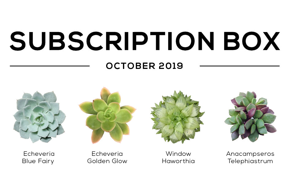 Succulents Subscription Box October 2019 Care Guide