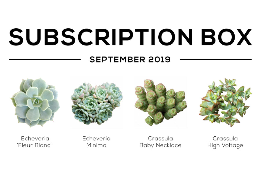 Succulents Box September 2019 Care Guide