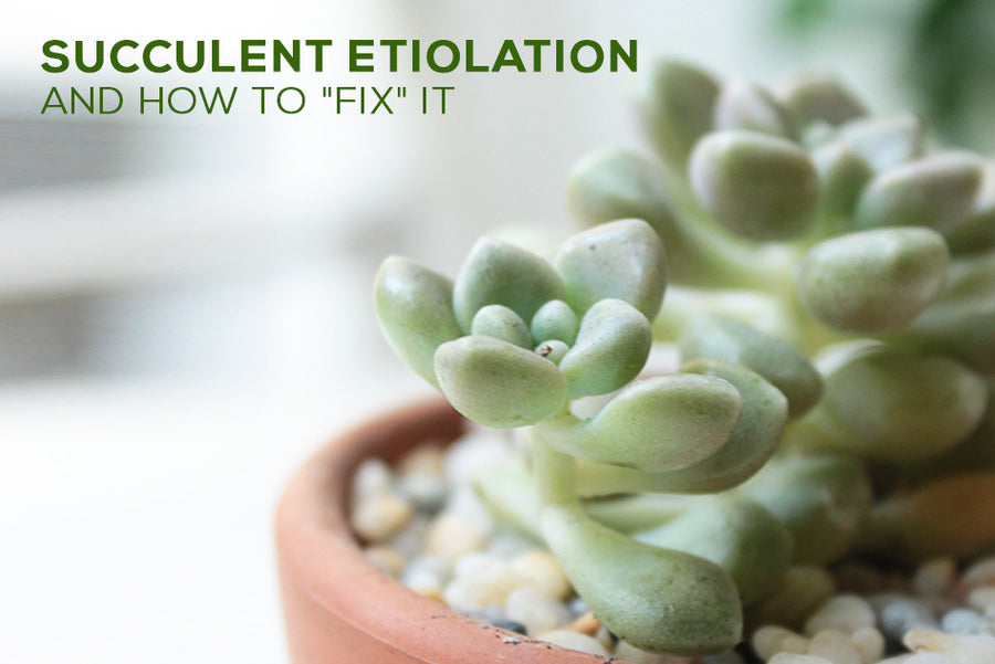 Succulent Etiolation and How to Fix it, Troubleshooting Common Problems for Succulents, Succulent Problems