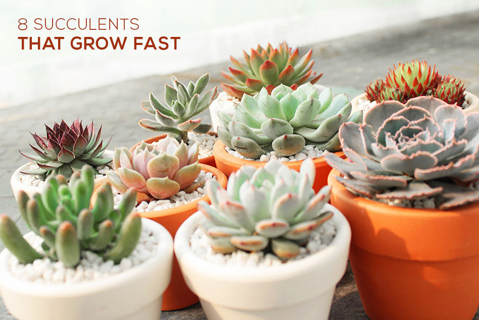 Succulents that grow fast, How to grow succulent plants, How to care for succulents