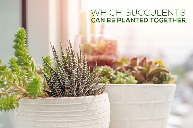 Which succulents can be planted together