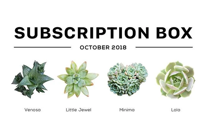 Succulents Box Subscription with Care Guide