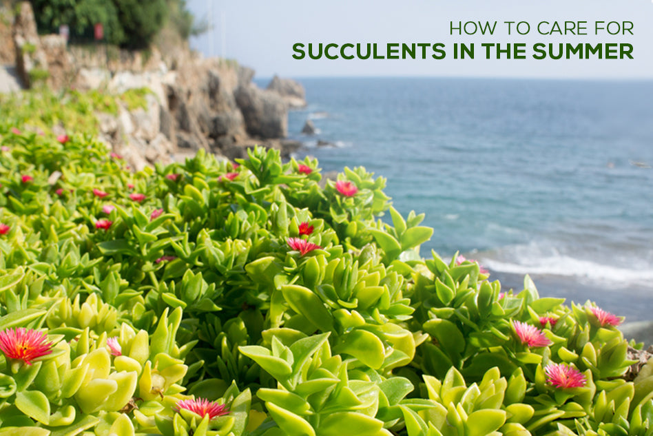 How to Care for Succulents in the Summer, Summer Care for Succulents