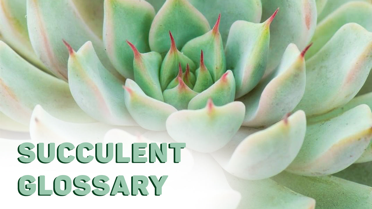 Succulent Glossary- Beginner Succulent Terms That You Should Know
