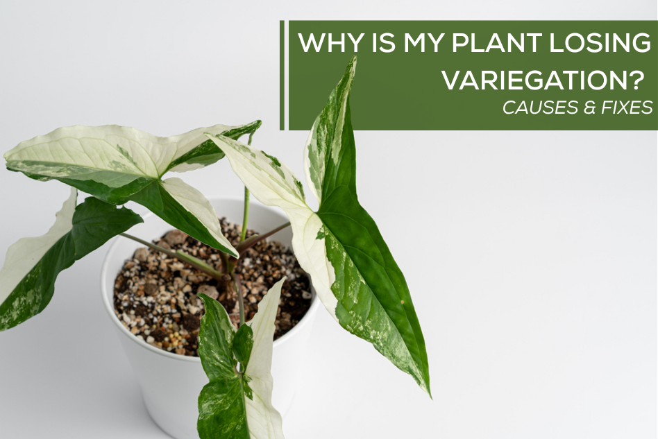 Why Is My Plant Losing Variegation? Causes & Fixes