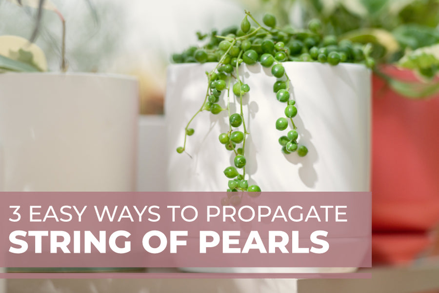 How To Propagate String Of Pearls In Water Or Soil