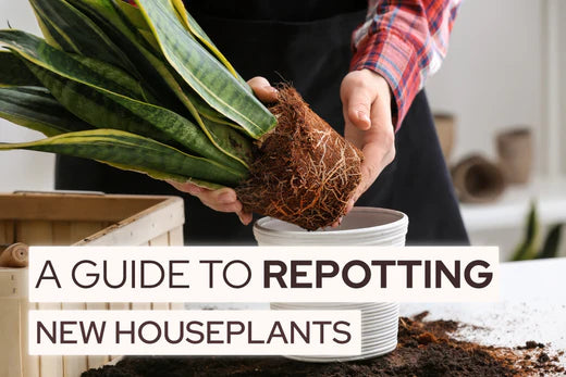 A Guide to Repotting New Houseplants, Repotting Your New Plant A Step-by-Step Guide