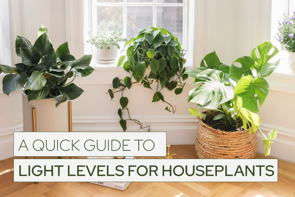 A Quick Guide to Light Levels for Houseplants