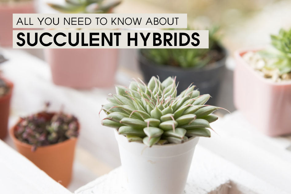 All you need to know about succulent hybrid