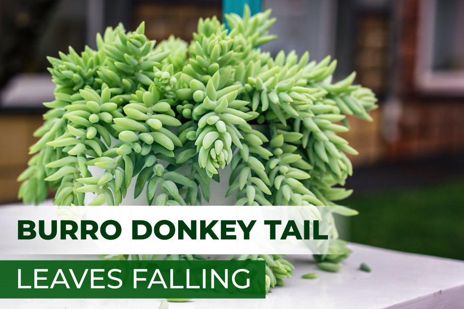 Why are My Burro Donkey's Tail Leaves Falling Off?