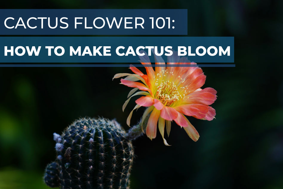 How to Make Cactus Bloom, Cactus Care Guide