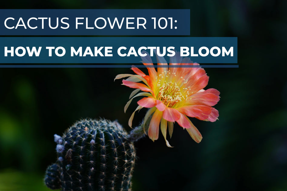 Cactus Flower 101: How to Make Cactus Bloom