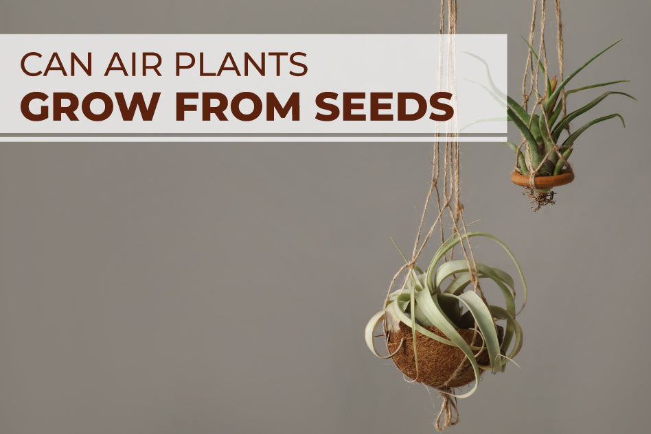 Can Air Plants Grow from Seeds, Air Plant Propagation