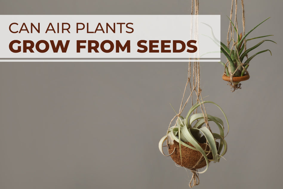 Can Air Plants Grow from Seeds?