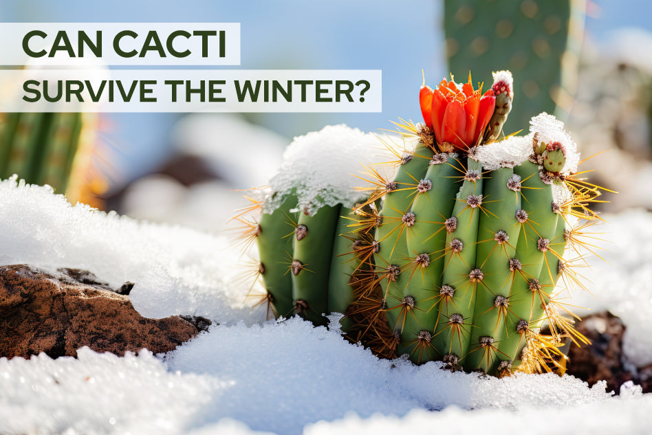 Can Cacti Survive The Winter? Care Tips For Your Cactus In Cold Weather