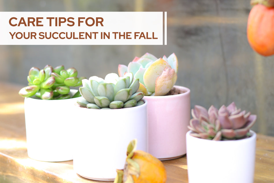 Care Tips for Succulents in the Fall