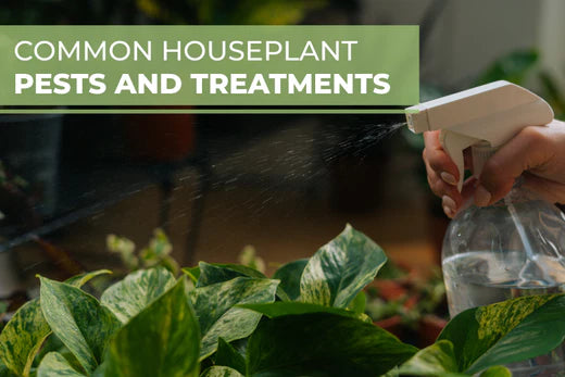 Common houseplant pests and treatments, how to get rid of pest on houseplants