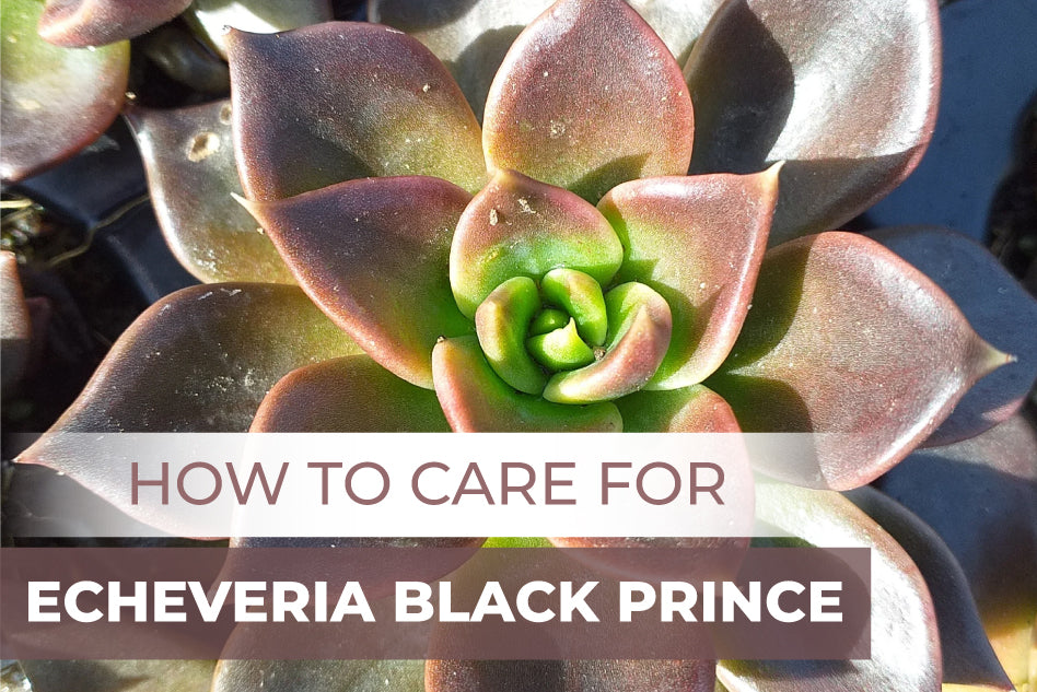 How to Care for Echeveria Black Prince, Succulent Care Guide
