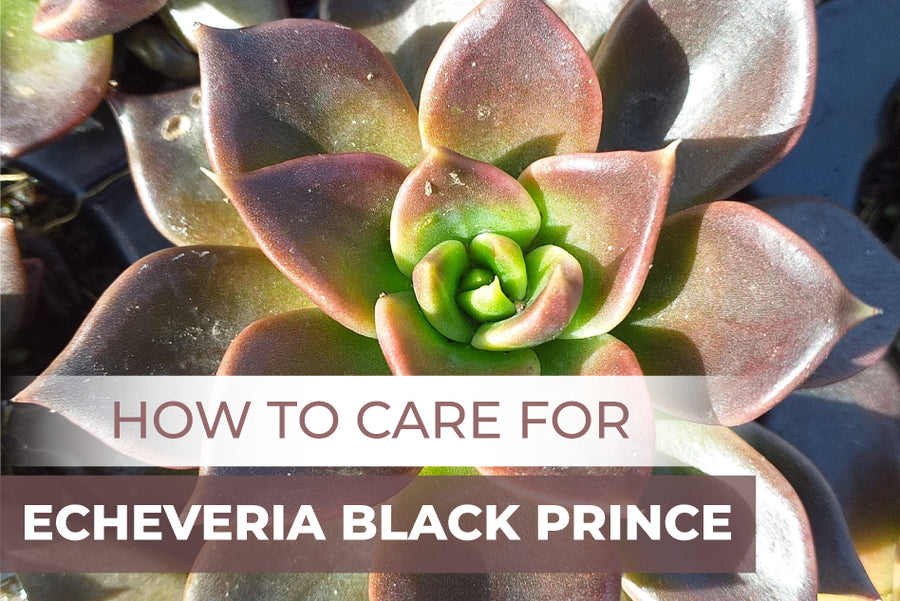 How to Care for Echeveria Black Prince - Succulents Box