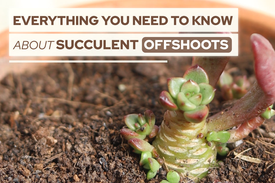 Everything You Need to Know About Succulent Offshoots