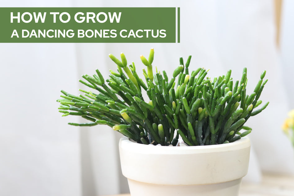 How To Grow and Care for A Dancing Bones Cactus