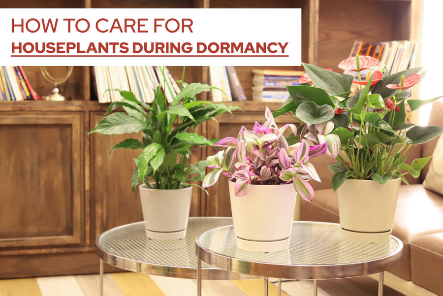 How to Care for Houseplants During Dormancy