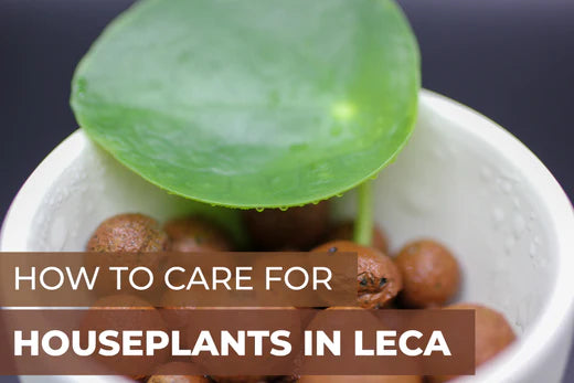 How to Care for Houseplants in LECA