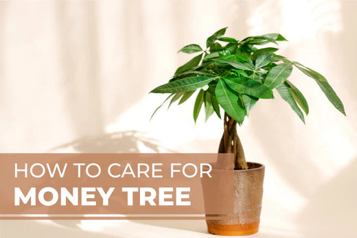 How to Care for Pachira Stump Money Tree (Pachira aquatica)