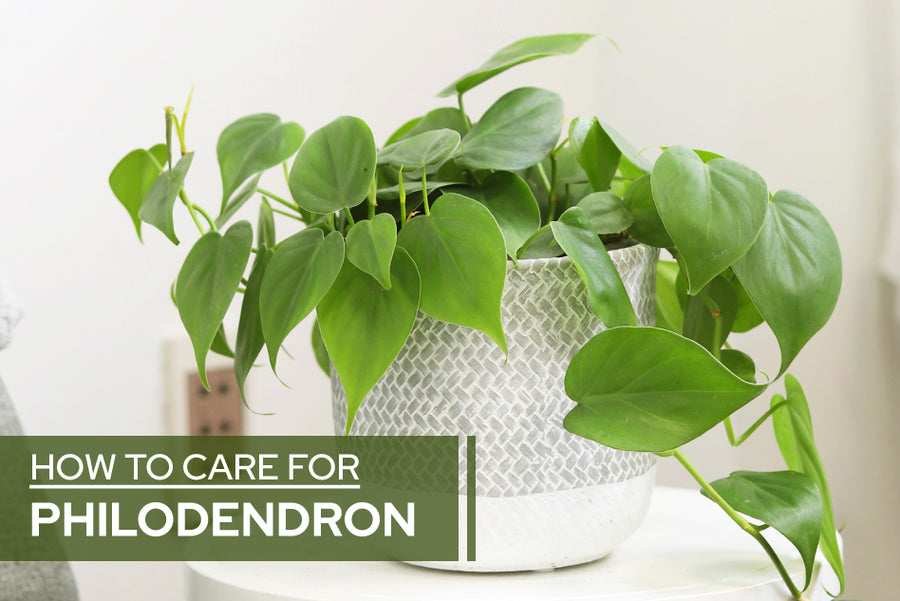 How to Plant, Grow, and Care For Philodendron Brasil