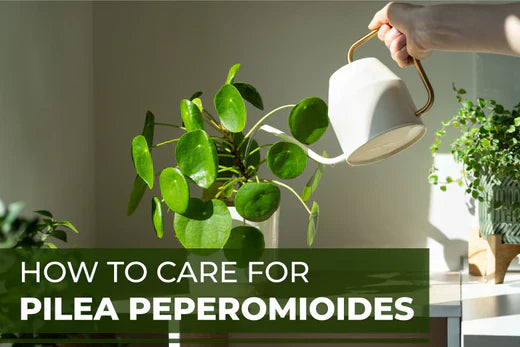 How to Care for Pilea Peperomioides (Chinese Money Plant)