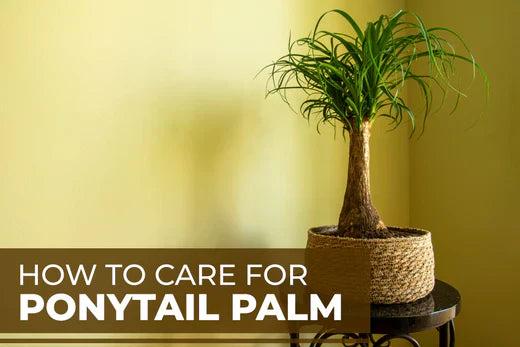 How To Care for Ponytail Palm