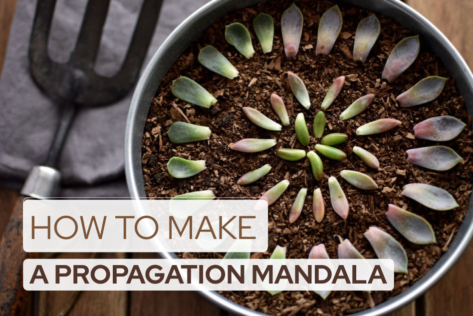 How to Create a Succulent Propagation Mandala