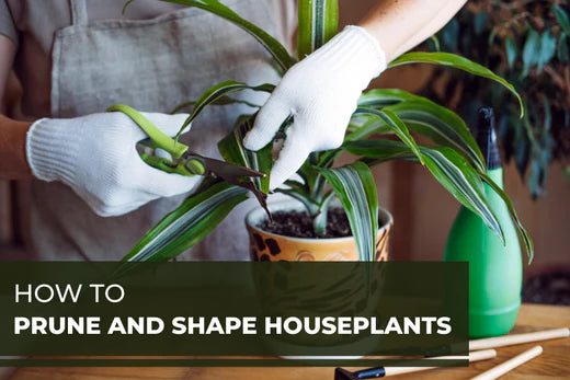 How to Prune and Shape Houseplants