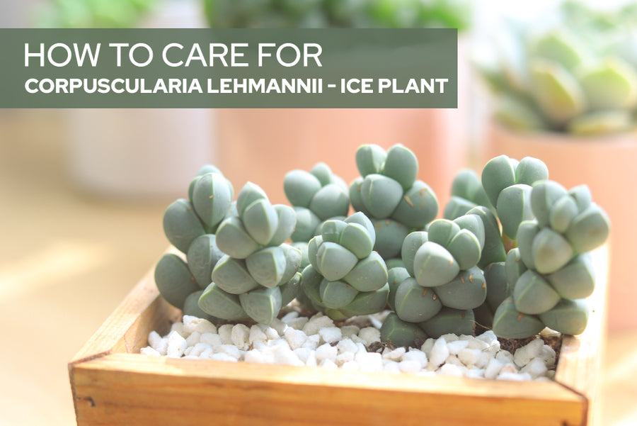 How To Care For Ice Plant Corpuscularia Lehmannii