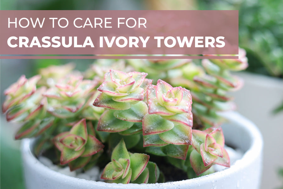 How to care for Crassula Ivory Towers