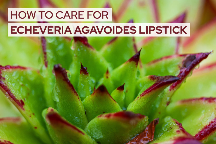 How to care for Echeveria Agavoides Lipstick