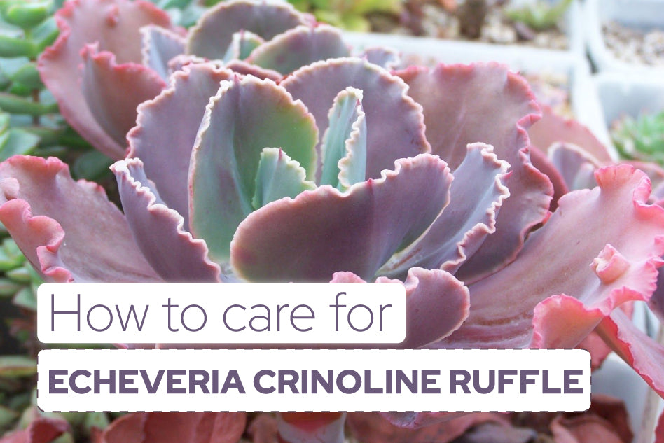 How to Care for Echeveria Crinoline Succulent
