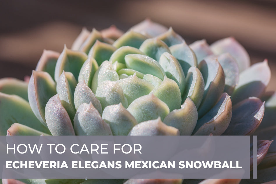How to Care for Echeveria Elegans Mexican Snowball