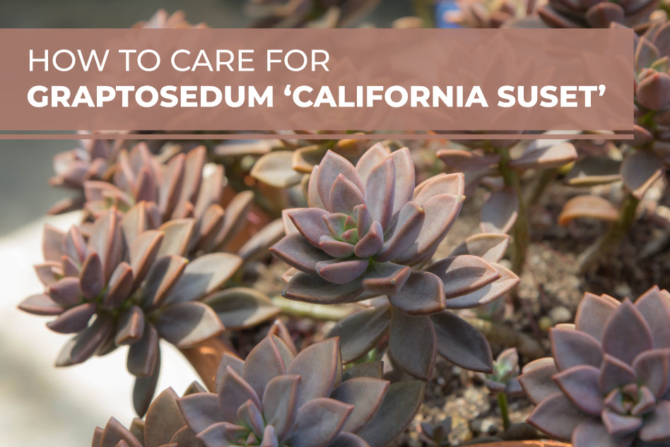 How To Care For Graptosedum California Sunset, Succulent Care Guide