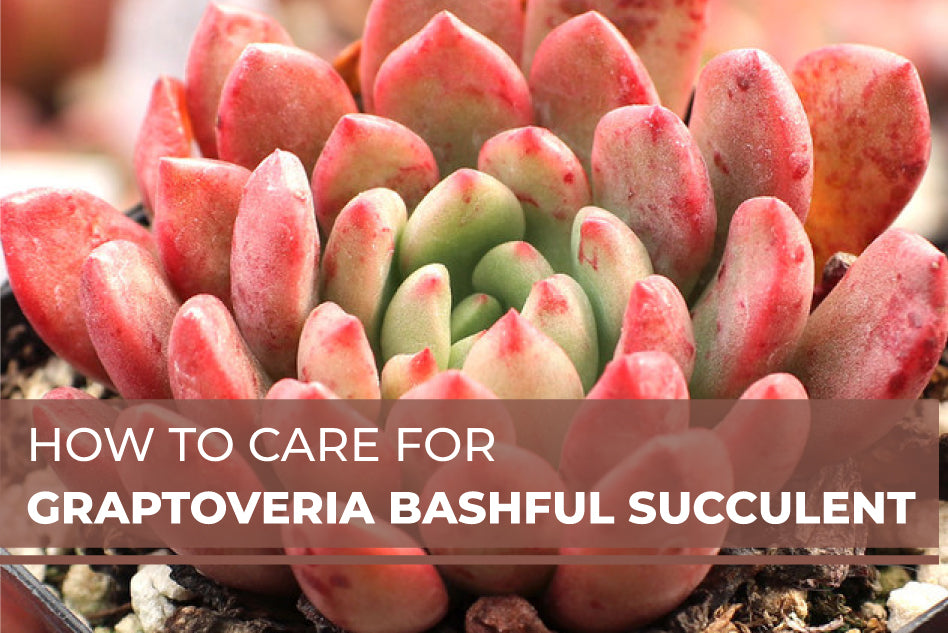 How to Care for Graptoveria Bashful, Succulent Care Guide