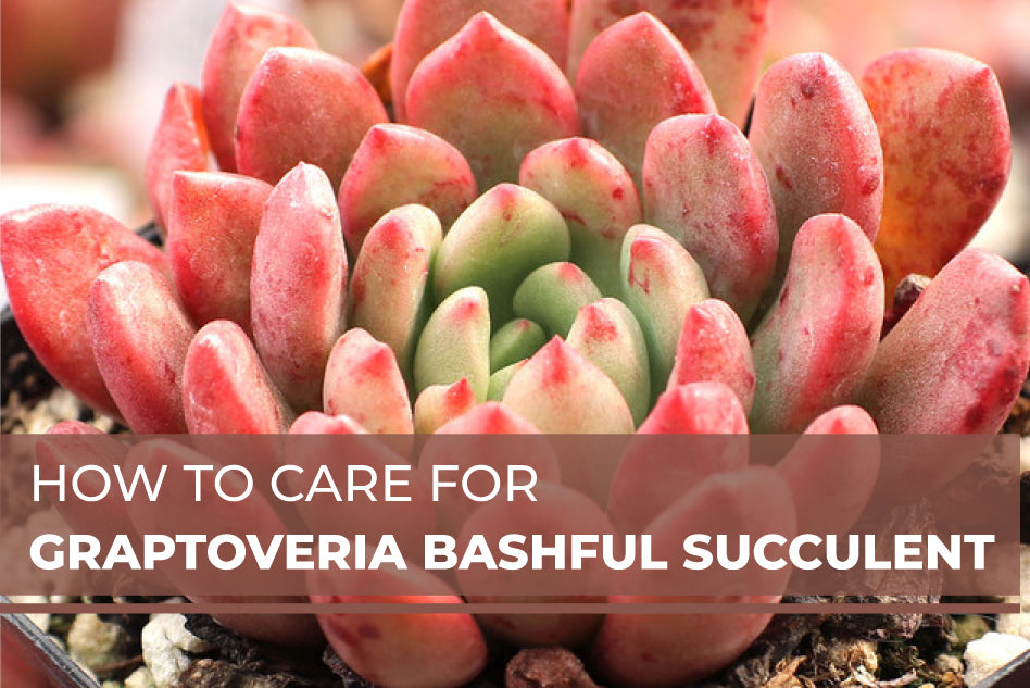 How to care for Graptoveria Bashful