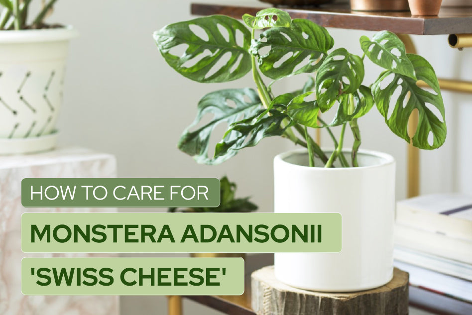 HOW TO CARE FOR MONSTERA ADANSONII 'SWISS CHEESE'