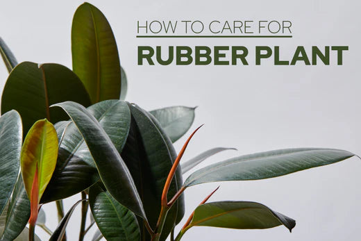 How to care for Rubber Plant